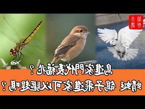 鳥飛到陽台|【鳥飛進陽台】鳥飛進陽台你也任牠築巢嗎？ 5 招驅鳥方法讓牠乖。